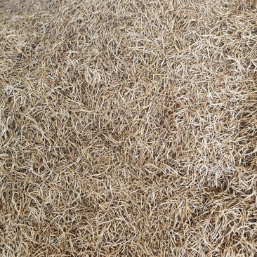 黄花菜基地大量无硫黄花菜(萱草)