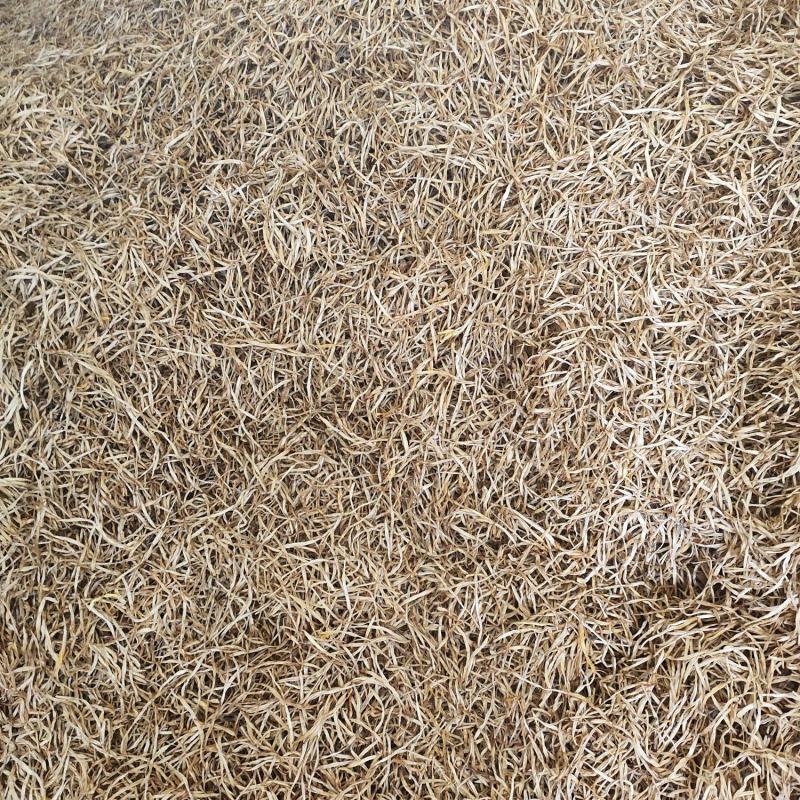 黄花菜基地大量无硫黄花菜(萱草)