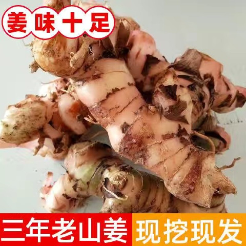 湛江山姜，沙姜，值物麻芒扫把