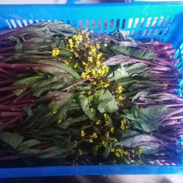 油菜