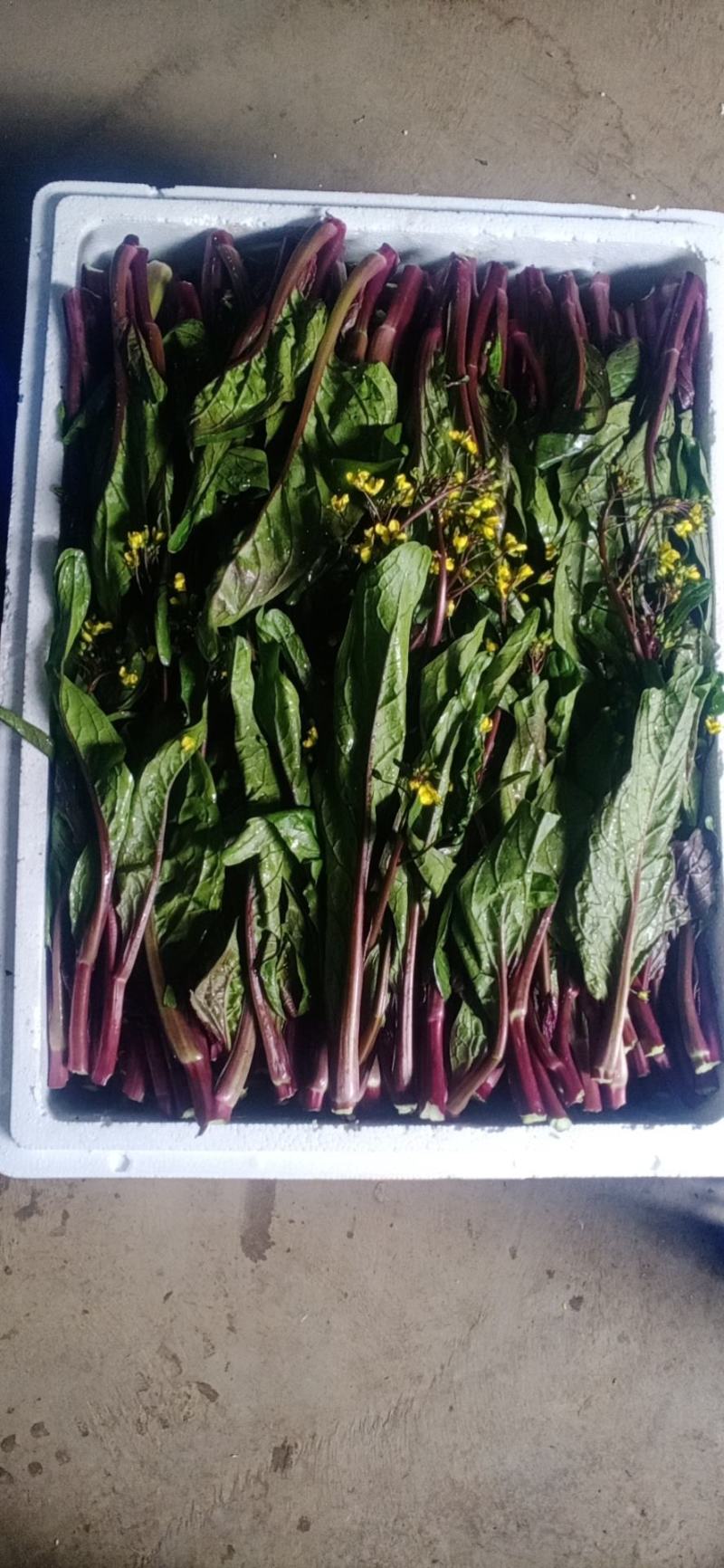 油菜