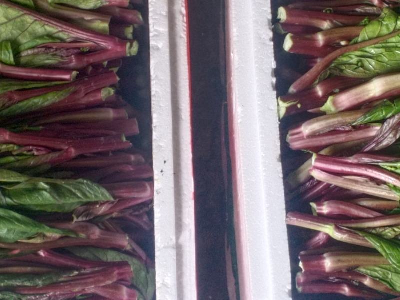 油菜