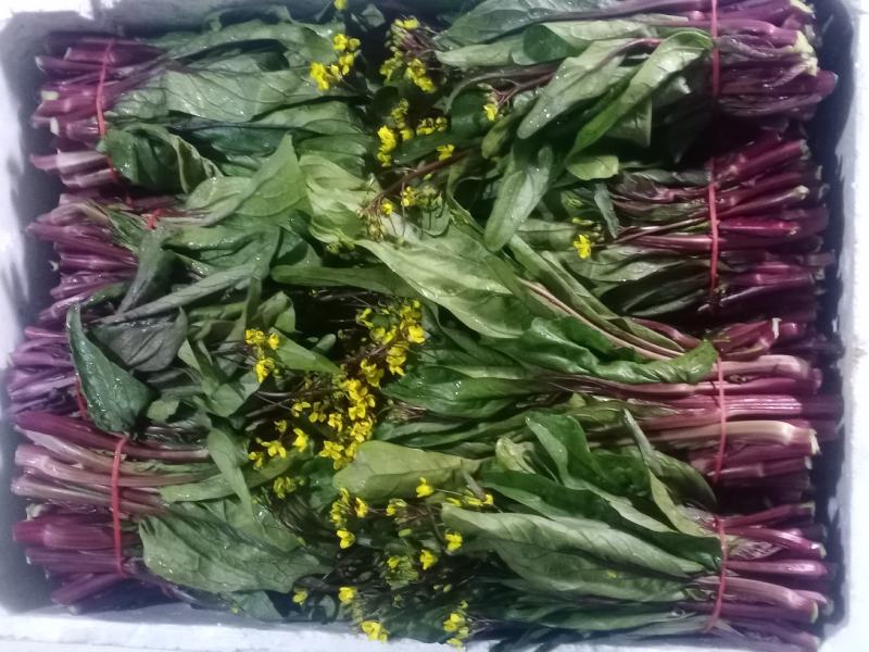 油菜
