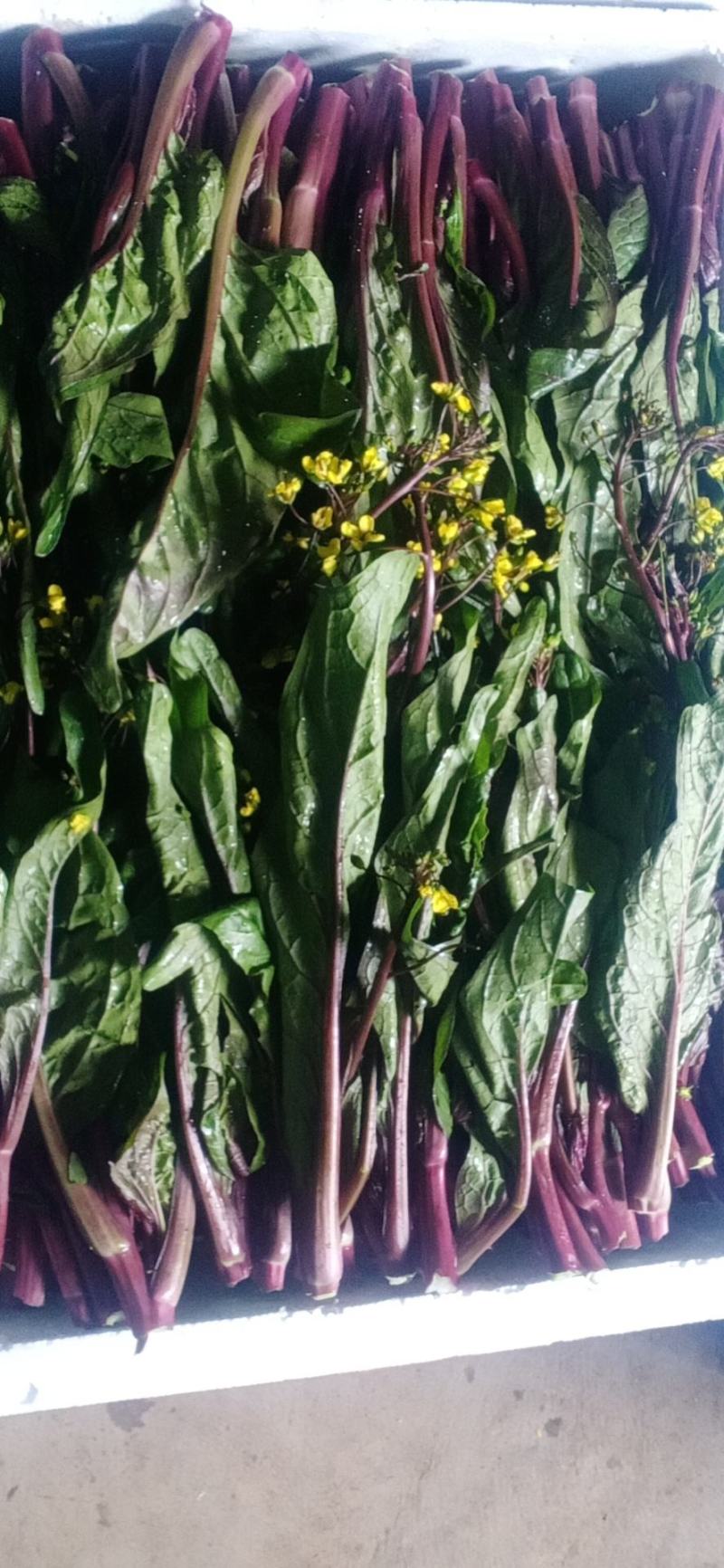 油菜