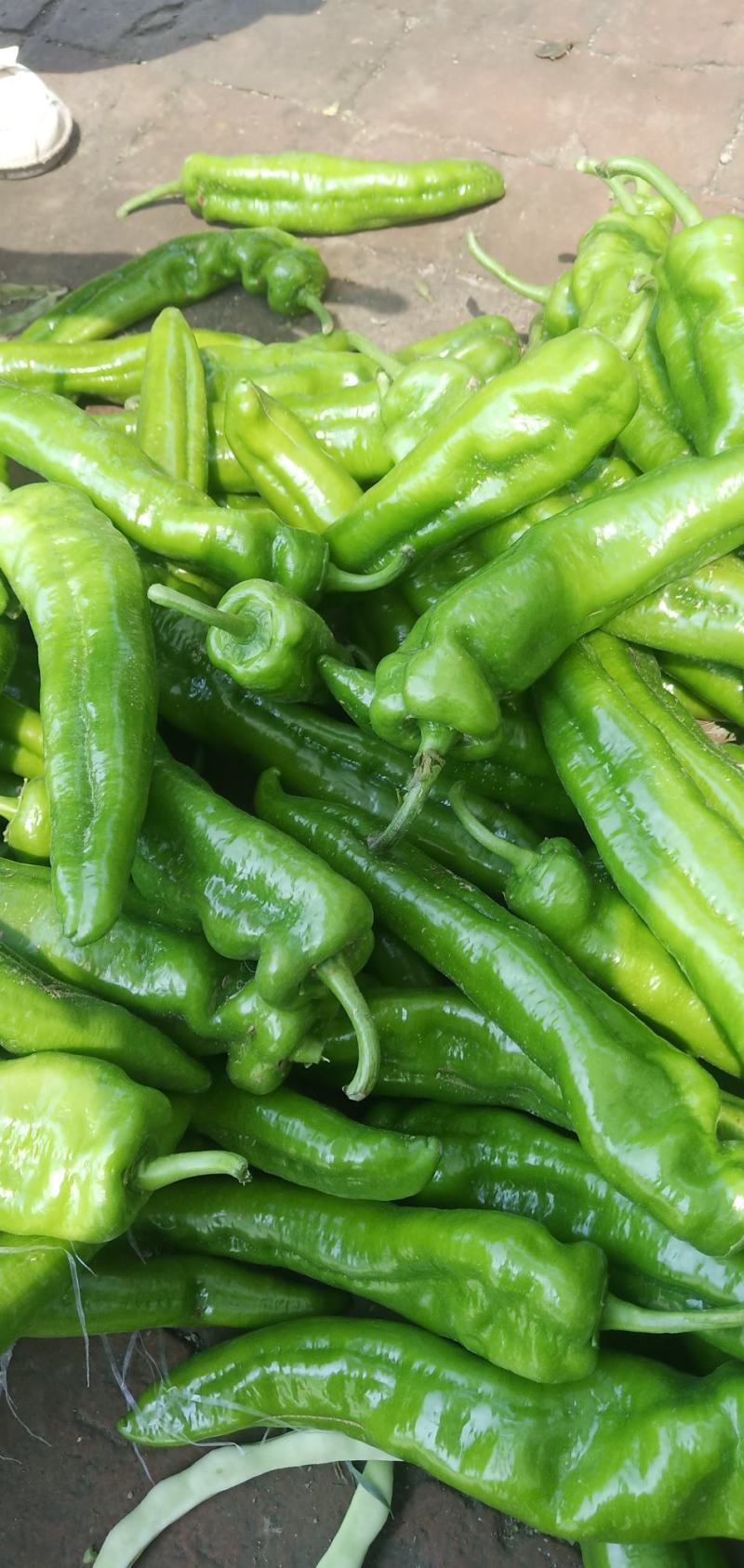 豆角辣椒