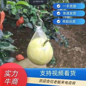(秋月梨)黄金梨，大量上市，口感脆甜，质量保证，产地直销