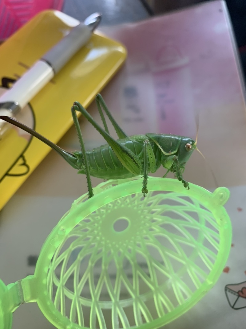 翡翠绿蝈蝈个头还可以4厘米多