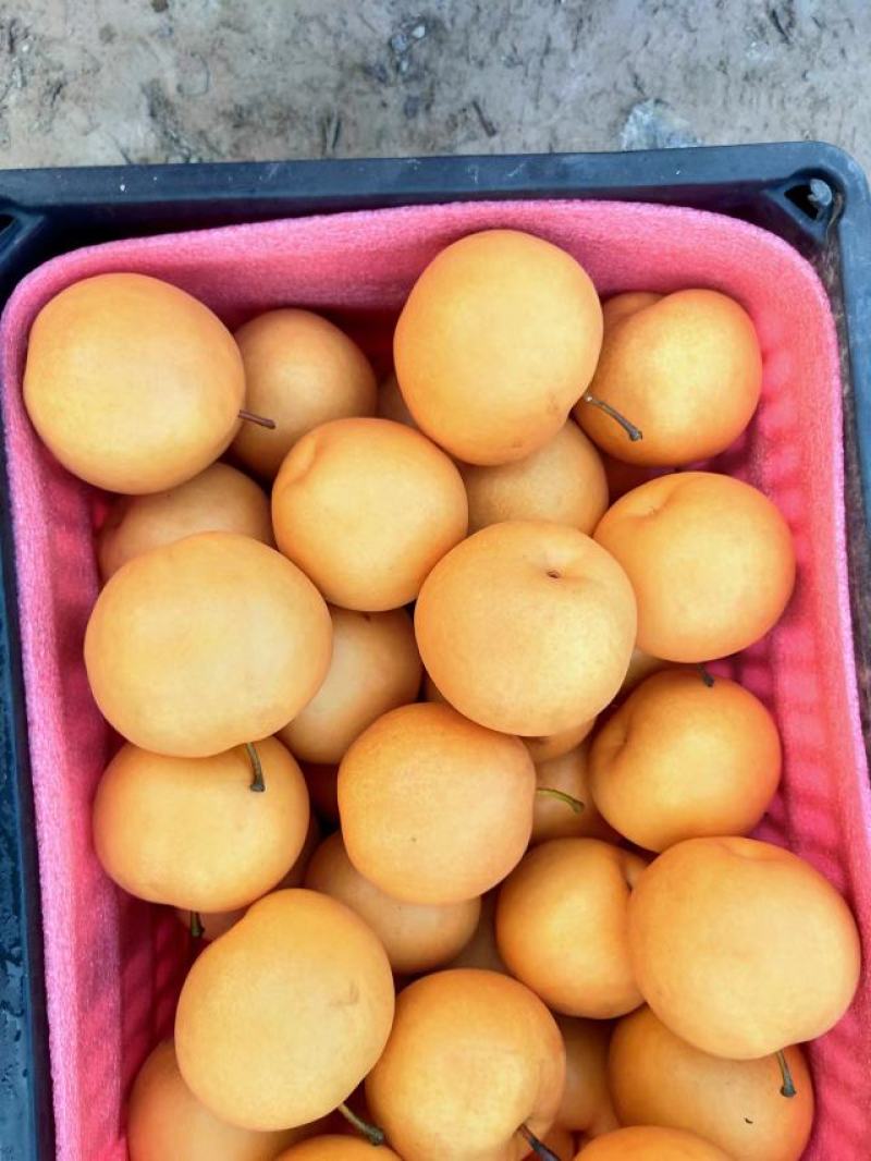 精品圆黄，大量上市，货源充足，口感翠甜，欢迎前来洽谈，
