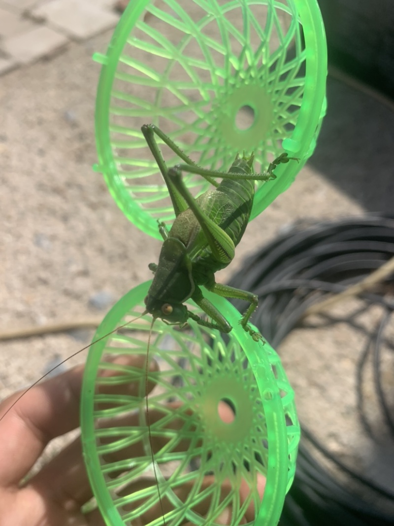 翡翠绿蝈蝈个头还可以4厘米多