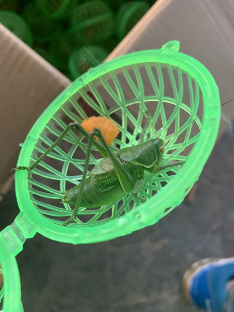 翡翠绿蝈蝈个头还可以4厘米多