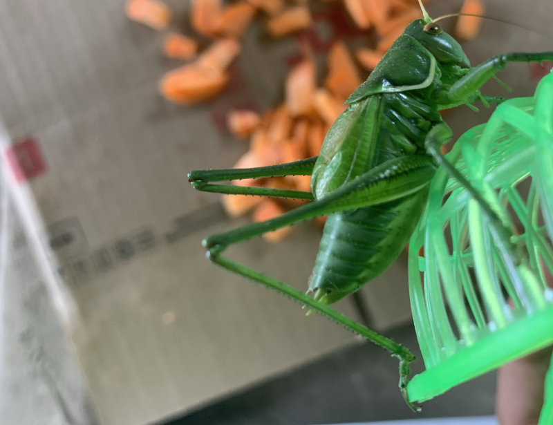 翡翠绿蝈蝈个头还可以4厘米多