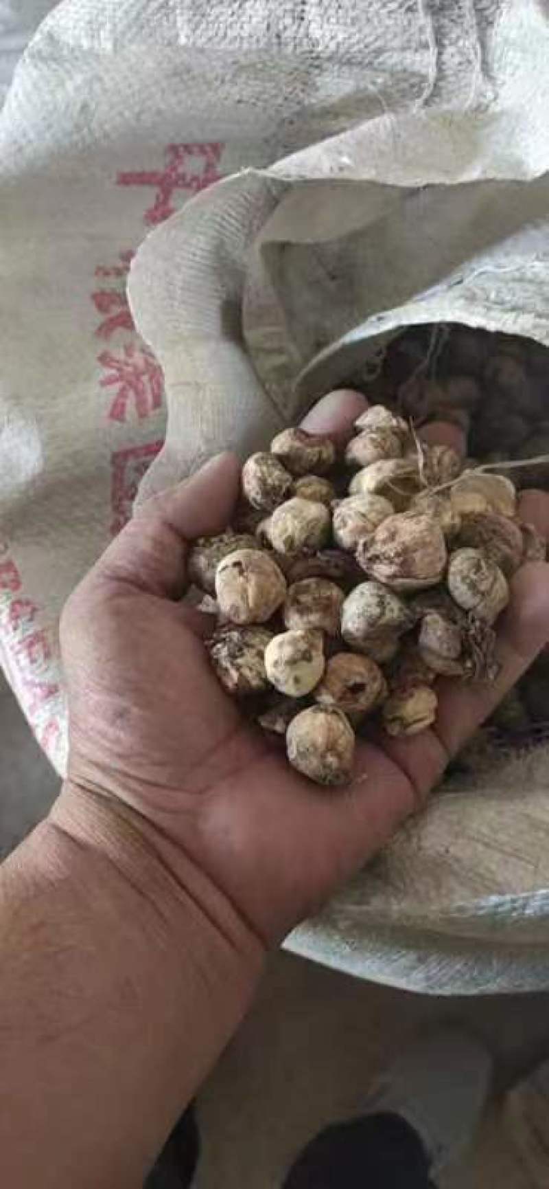 新疆贝母