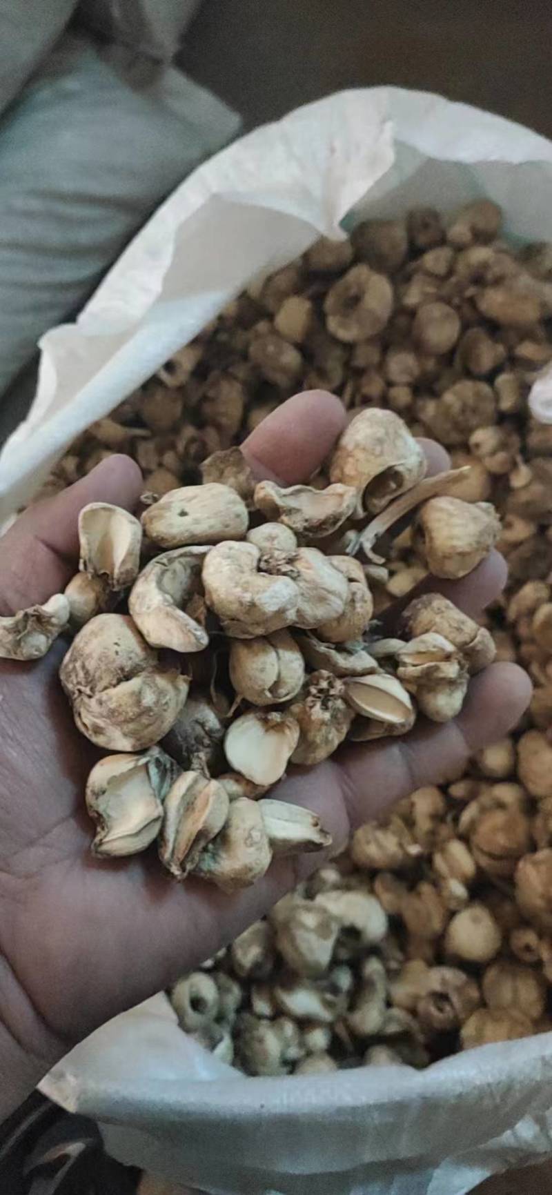 新疆贝母