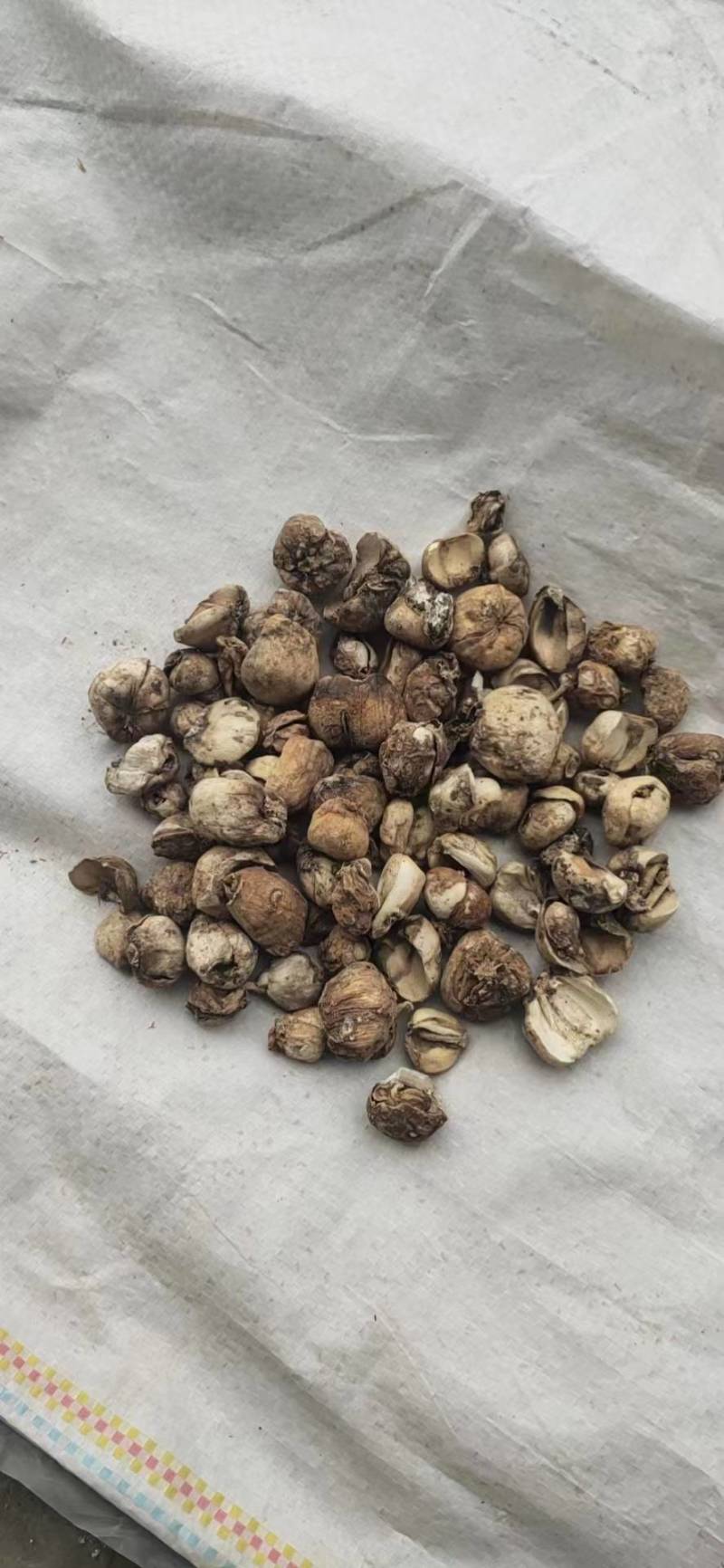 新疆贝母
