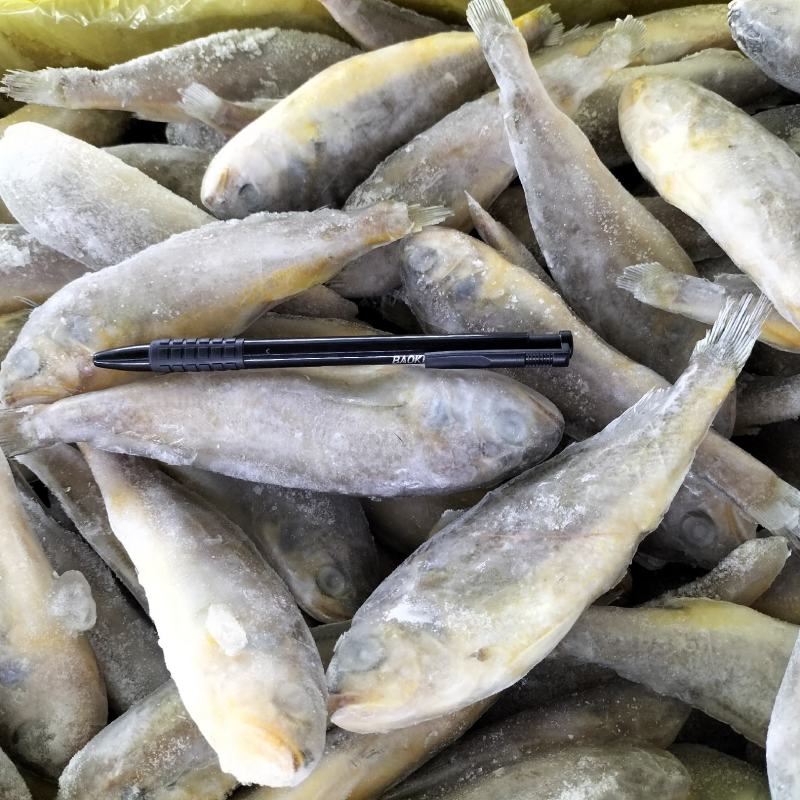 东海小黄鱼规格；4-6/6-8/带头，去头有货