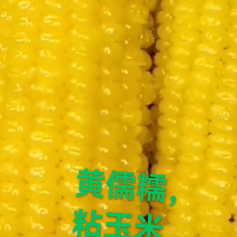 大量批发粘玉米