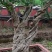石榴盆景，石榴园林