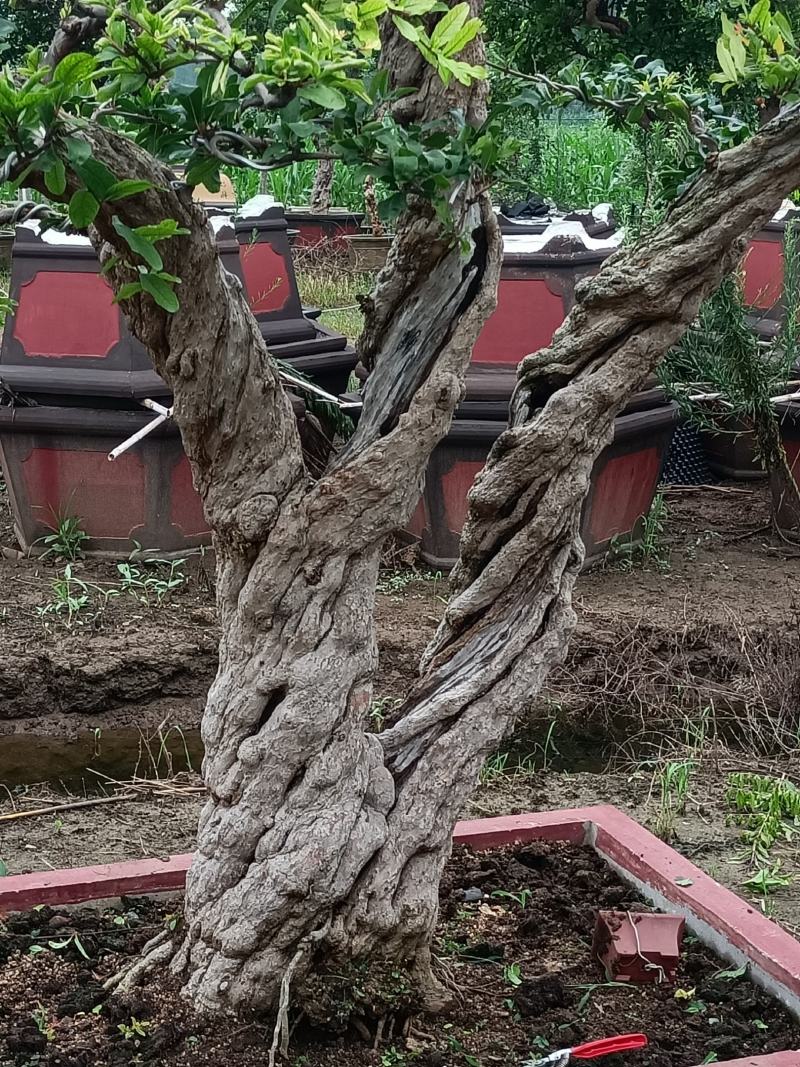 石榴盆景，石榴园林