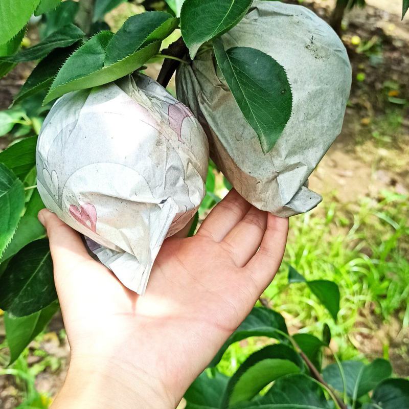 黄金梨单纸汁多水少，脆甜，产地直供，量大优质，安丘主产区