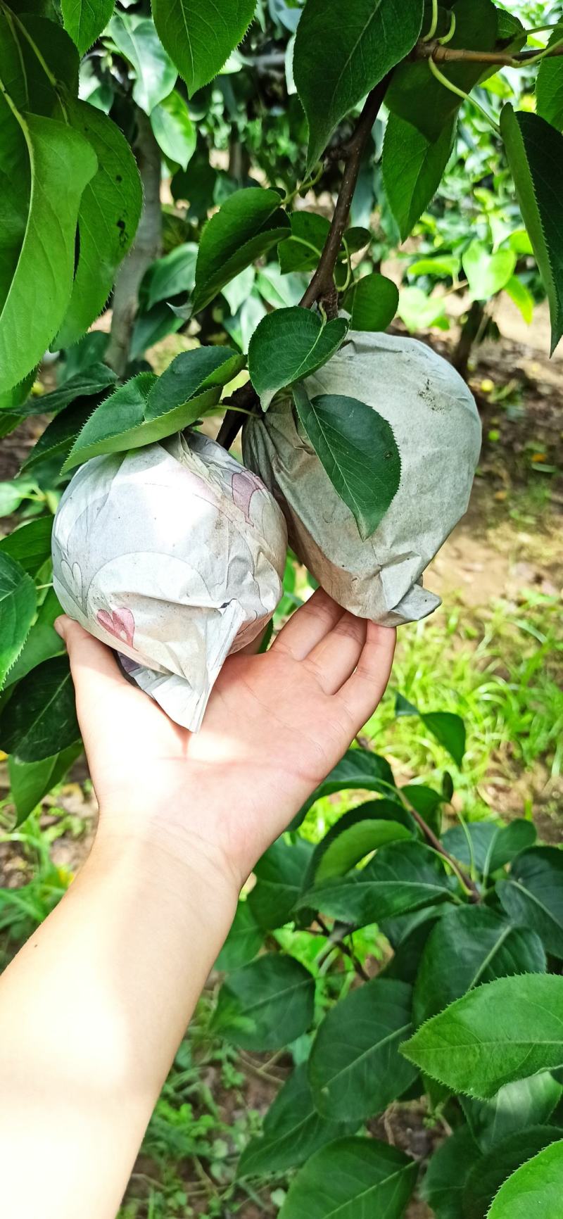 黄金梨单纸汁多水少，脆甜，产地直供，量大优质，安丘主产区