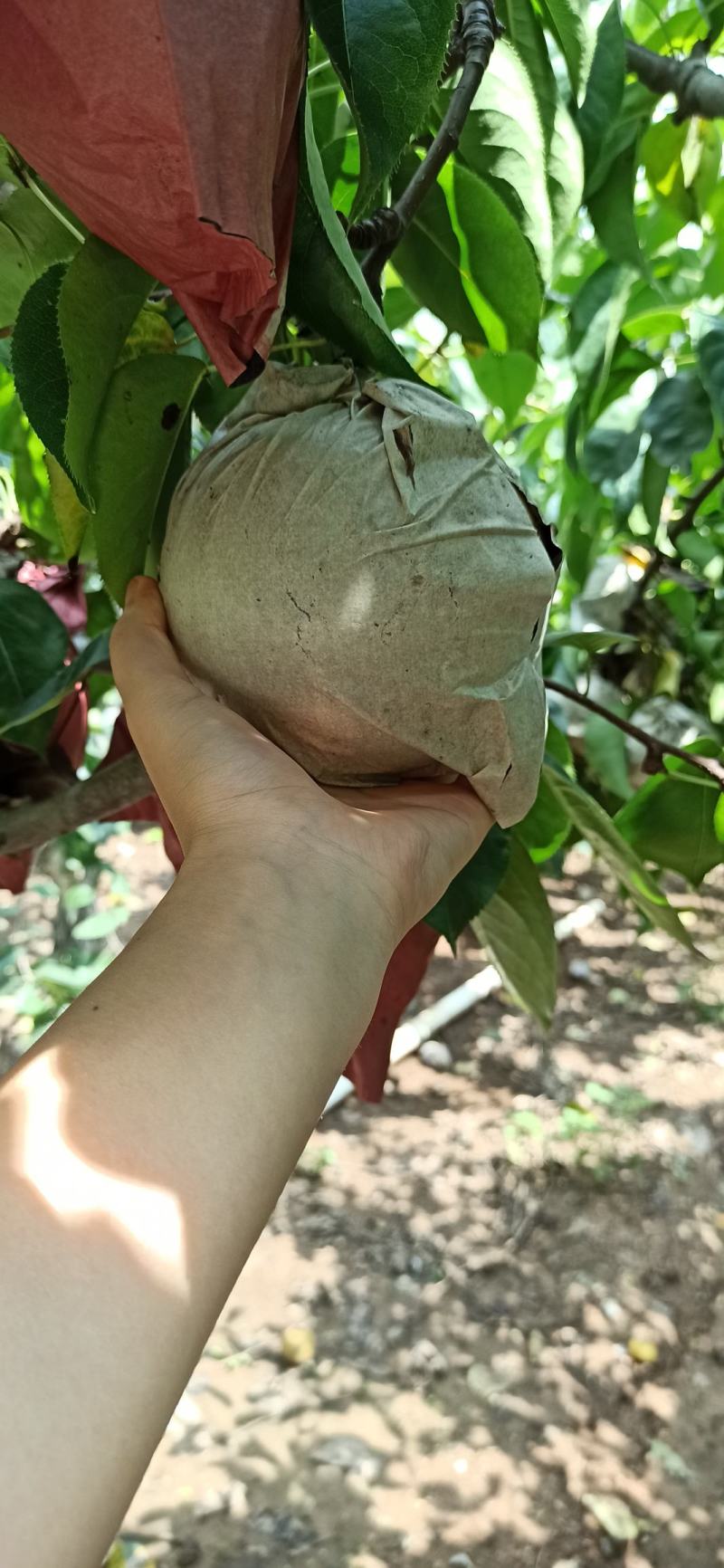 黄金梨单纸汁多水少，脆甜，产地直供，量大优质，安丘主产区