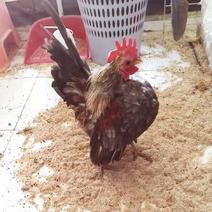 赛拉玛鸡赛拉玛进口子代脱温鸡苗半大鸡可孵化受精种蛋