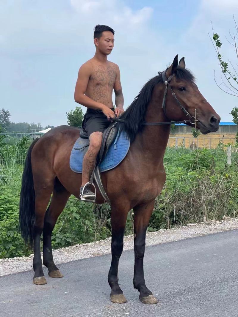 供应乘骑马景区用马大马纯血马价格