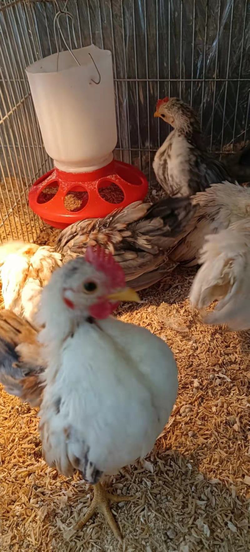 赛拉玛鸡赛拉玛进口子代脱温鸡苗半大鸡可孵化受精种蛋