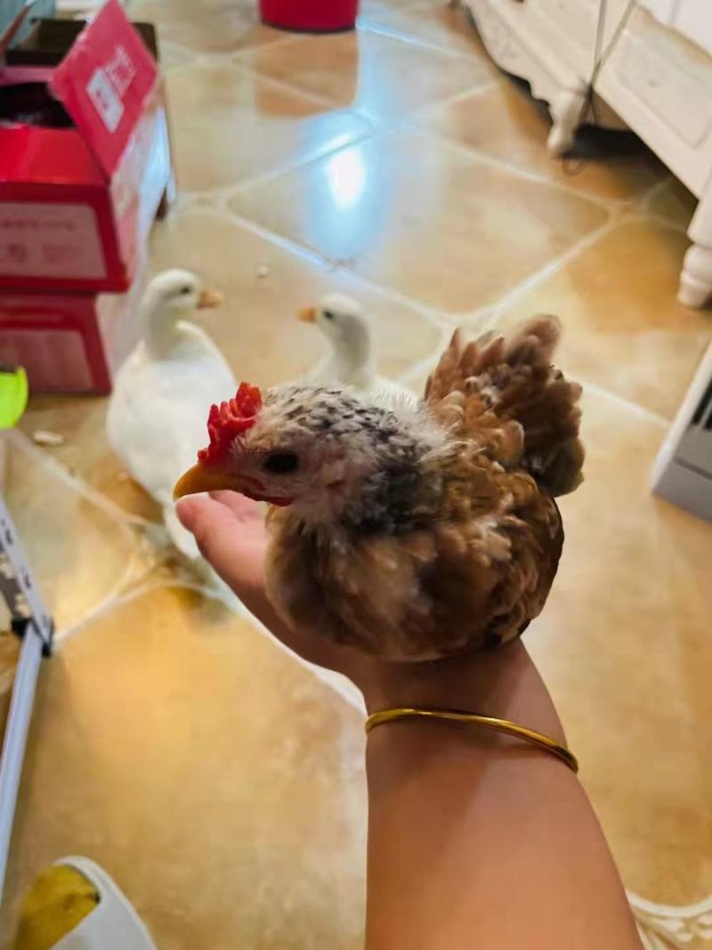 赛拉玛鸡赛拉玛进口子代脱温鸡苗半大鸡可孵化受精种蛋