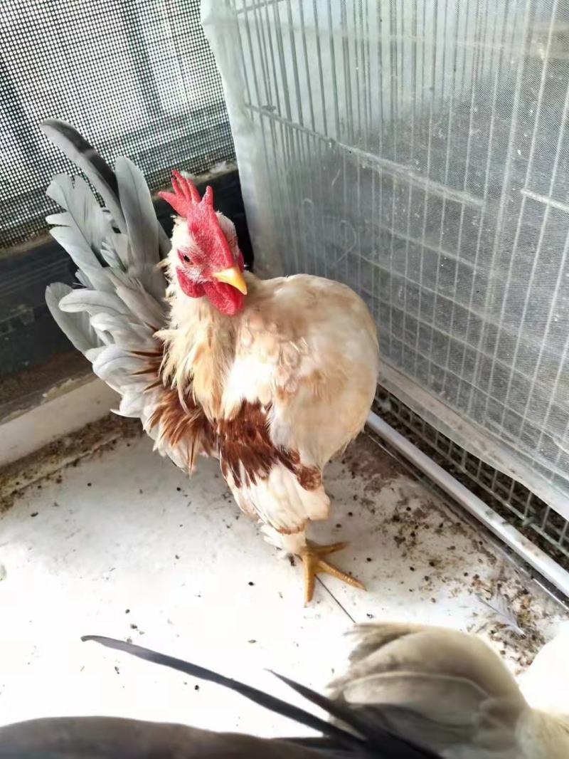 赛拉玛鸡赛拉玛进口子代脱温鸡苗半大鸡可孵化受精种蛋