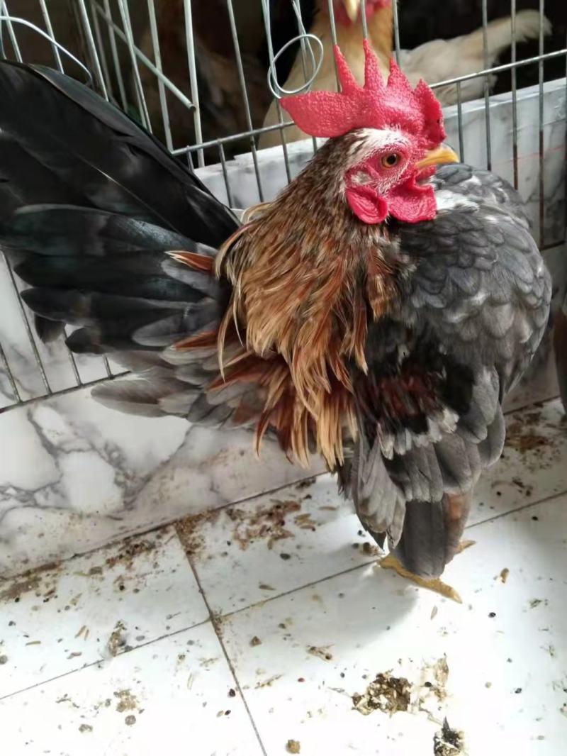 赛拉玛鸡赛拉玛进口子代脱温鸡苗半大鸡可孵化受精种蛋