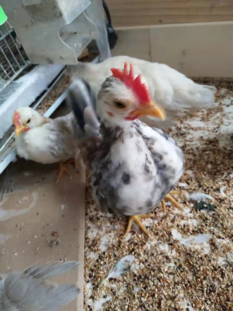 赛拉玛鸡赛拉玛进口子代脱温鸡苗半大鸡可孵化受精种蛋