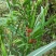 黄精