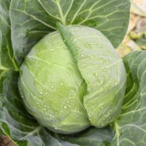 高原夏季蔬菜大量现货