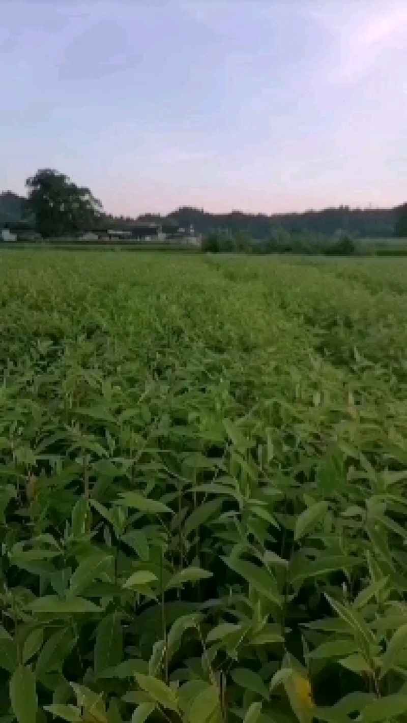 我自己培育优质高产量木姜子苗山苍子苗，苗子健壮成活率很高