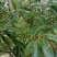 我自己培育优质高产量木姜子苗山苍子苗，苗子健壮成活率很高