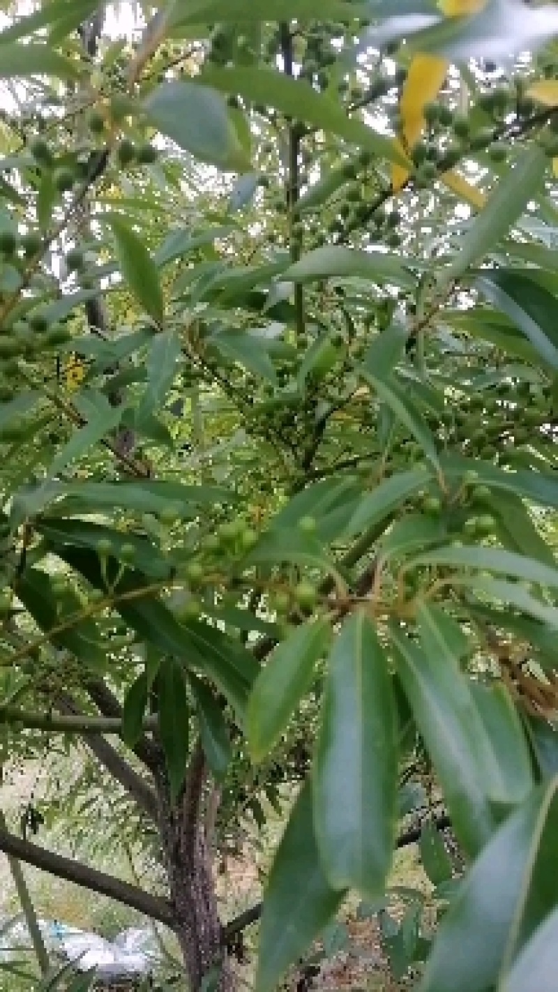 我自己培育优质高产量木姜子苗山苍子苗，苗子健壮成活率很高