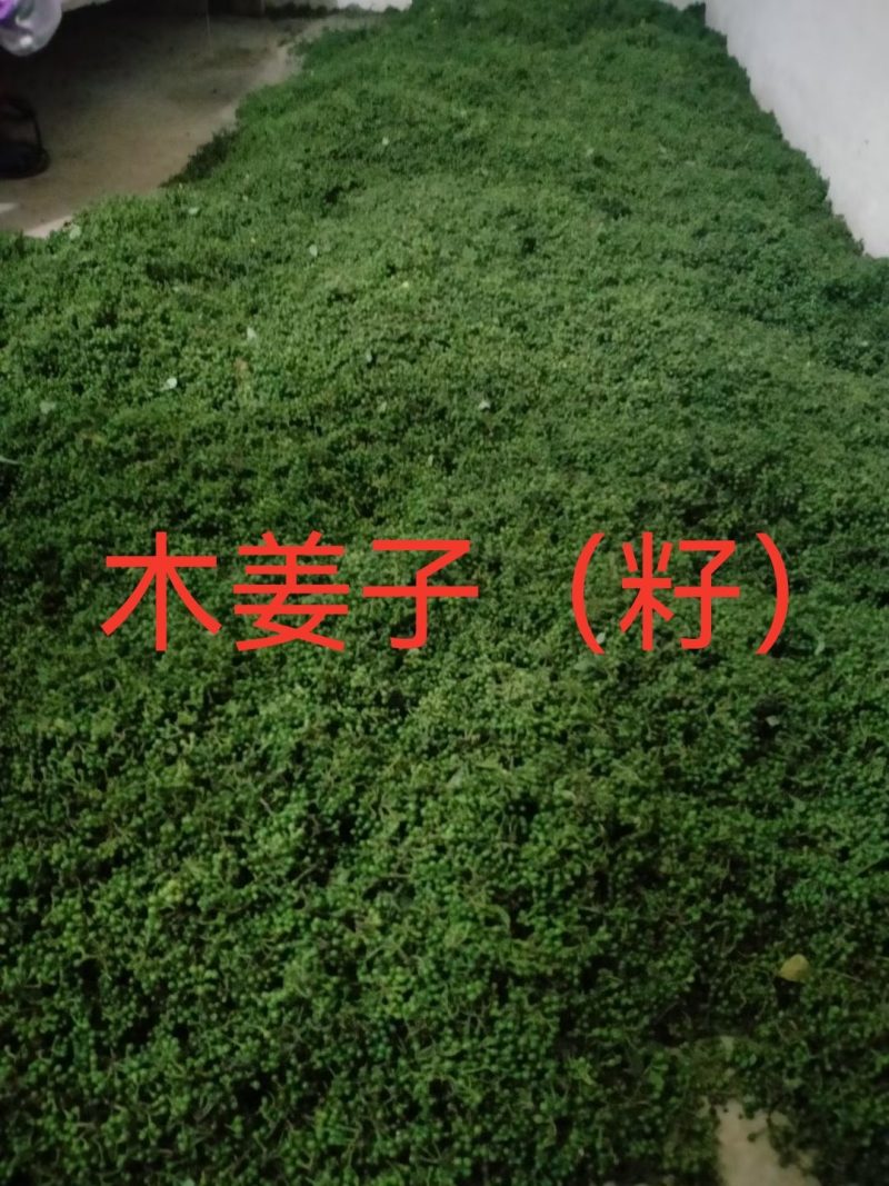 我自己培育优质高产量木姜子苗山苍子苗，苗子健壮成活率很高