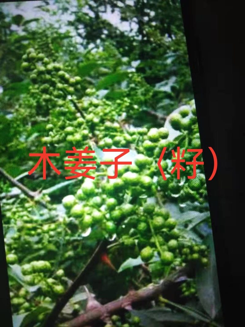 我自己培育优质高产量木姜子苗山苍子苗，苗子健壮成活率很高