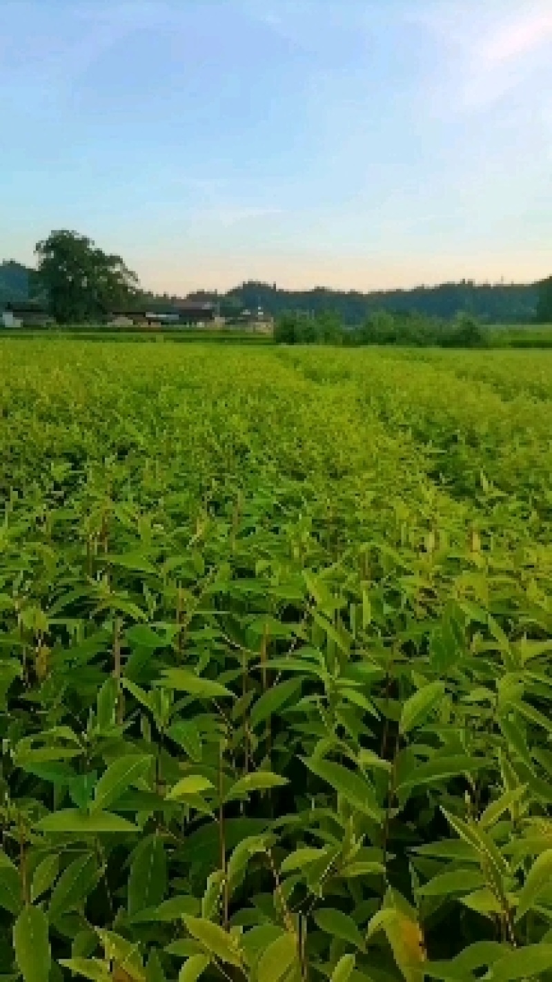 我自己培育优质高产量木姜子苗山苍子苗，苗子健壮成活率很高