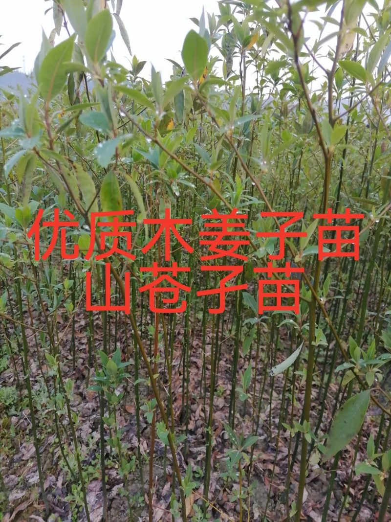 我自己培育优质高产量木姜子苗山苍子苗，苗子健壮成活率很高