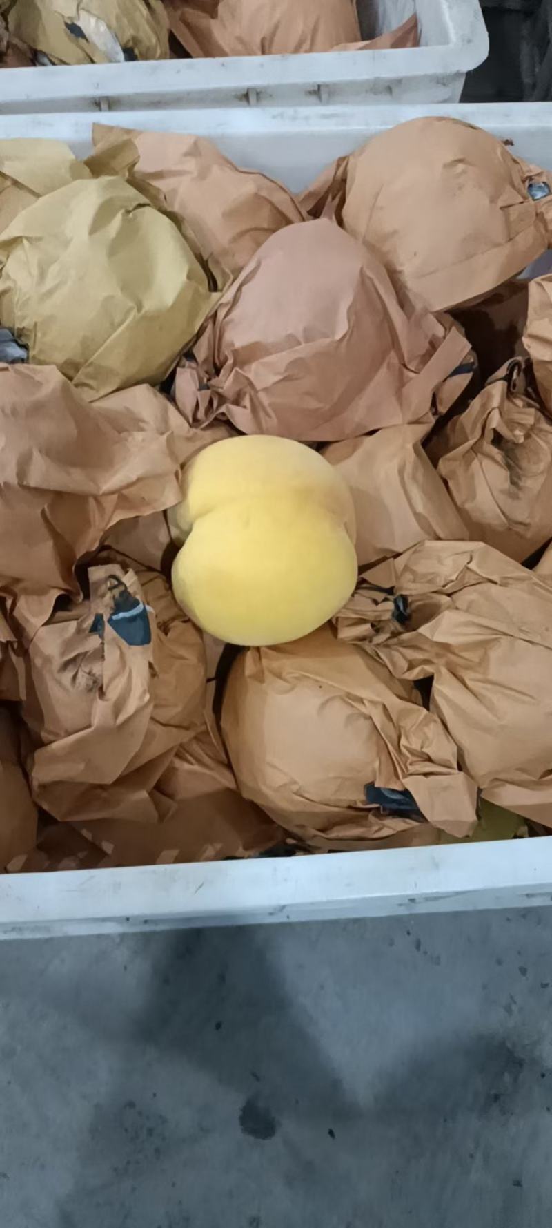 沂蒙山黄桃种植户产地自销品种齐全价格便宜