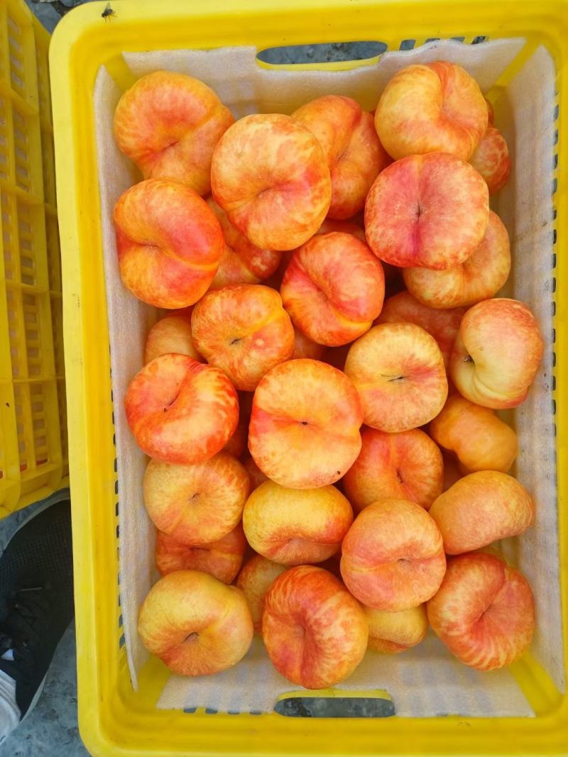沂蒙山黄桃种植户产地自销品种齐全价格便宜