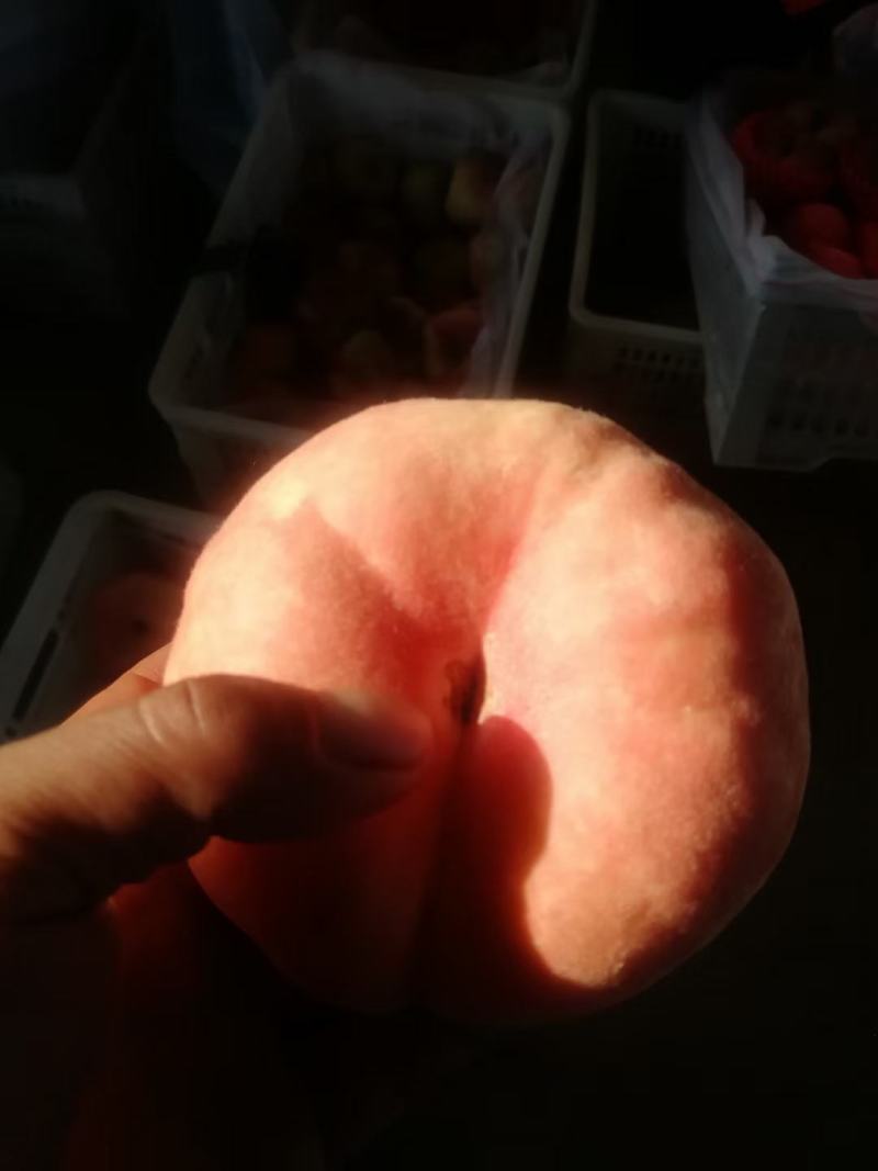 沂蒙山黄桃种植户产地自销品种齐全价格便宜