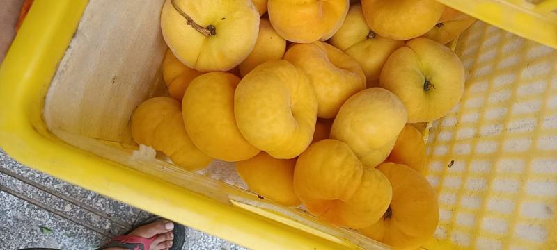 沂蒙山黄桃种植户产地自销品种齐全价格便宜