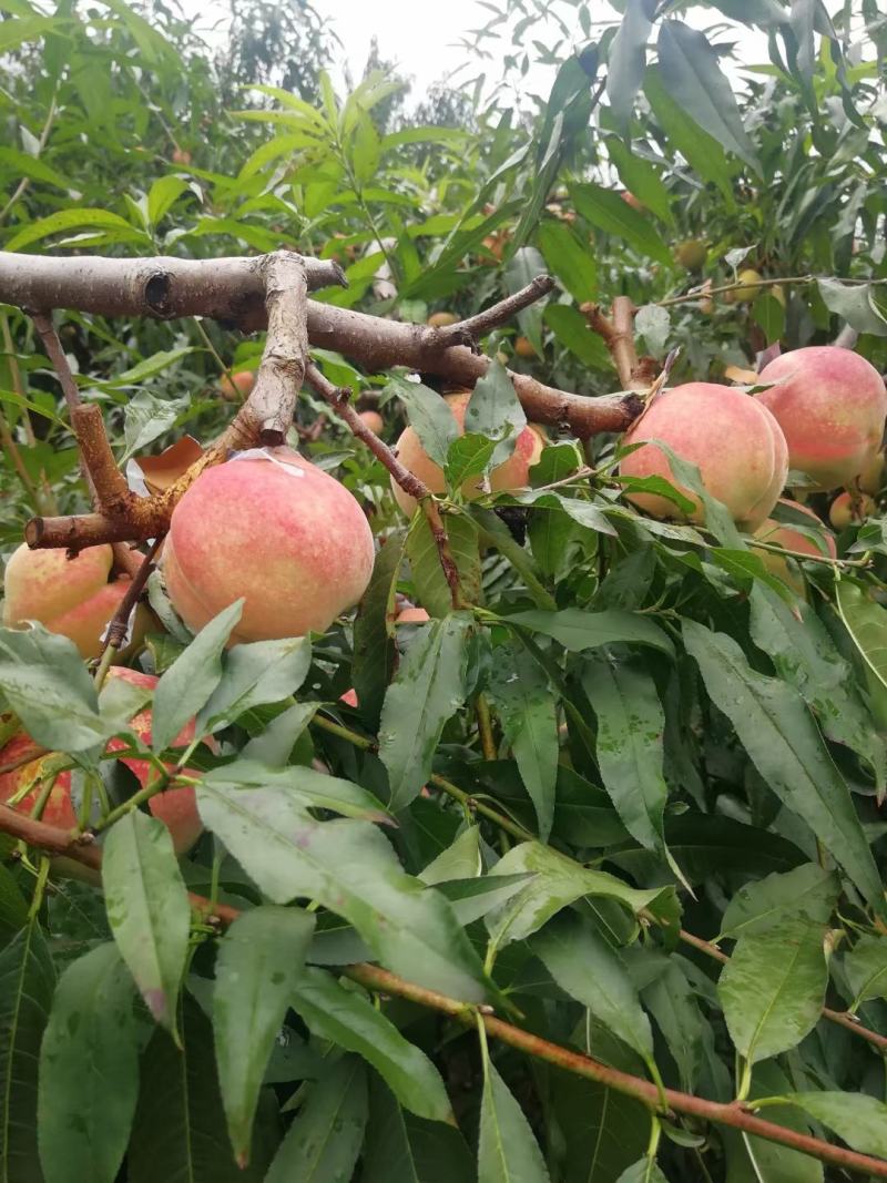 沂蒙山黄桃种植户产地自销品种齐全价格便宜