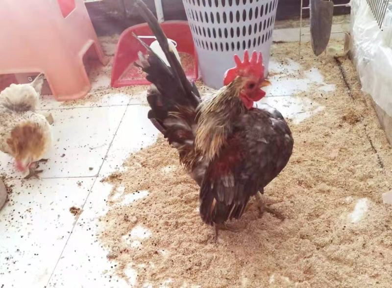 赛拉玛鸡赛拉玛进口子代脱温鸡苗半大鸡可孵化受精种蛋
