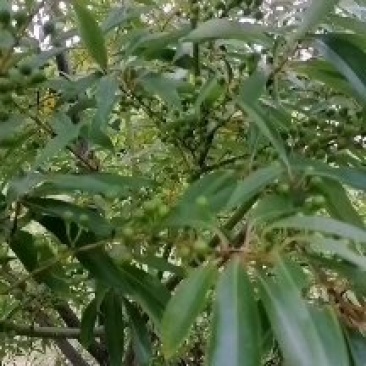 我自己培育优质高产量木姜子苗山苍子苗，苗子健壮成活率很高