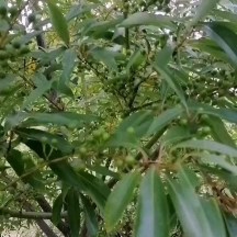 我自己培育优质高产量木姜子苗山苍子苗，苗子健壮成活率很高