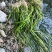 四季苦草